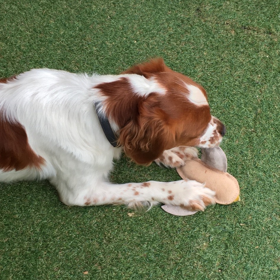 ルークのカバー写真