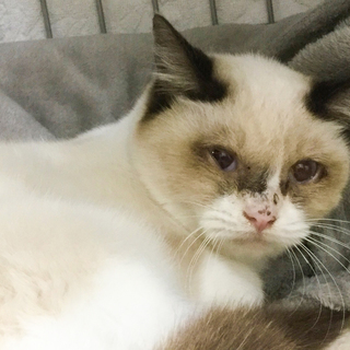 ★ブルーアイ★ラグドール風綺麗女子