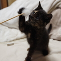 サビ子猫♀（生後2ヶ月）甘えん坊♪