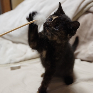 サビ子猫♀（生後2ヶ月）甘えん坊♪