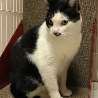 穏やかで人間大好きなにゃんた君！