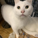 <サバイバーズ>甘えん坊のはんぺんくん