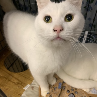 <サバイバーズ>甘えん坊のはんぺんくん