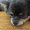 セナ