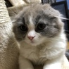 もふ