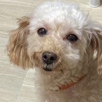 ポメロ