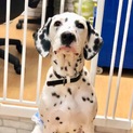 【緊急】ダルメシアン♂・14ヶ月・血統書付