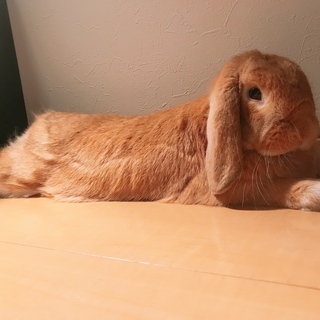 ホーランドロップの里親募集しています