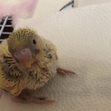 セキセイの雛ちゃん