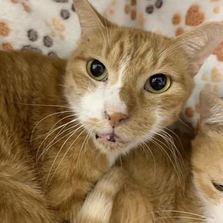 <サバイバーズ>チェルシーくん