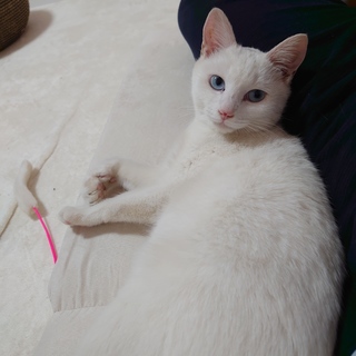 穏やかなブルーの瞳の クリームくん 動画あり