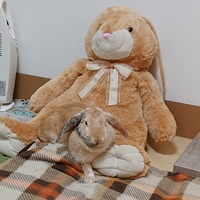 ムーミンちゃん