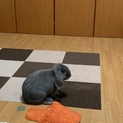 この子の新しい親になってくださる方を募集します。