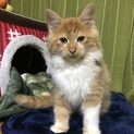 人も猫も大好き　長毛ふわふわ　ポメ君　3ケ月