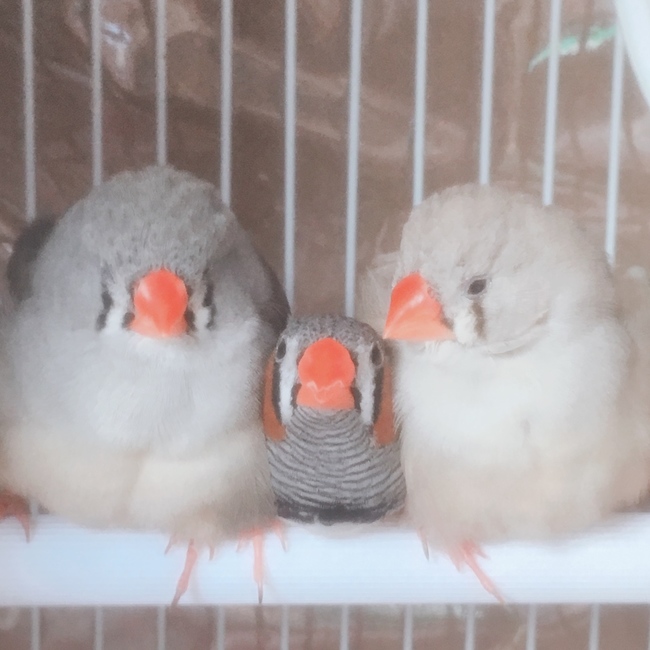 me_me_piyoyoのカバー写真