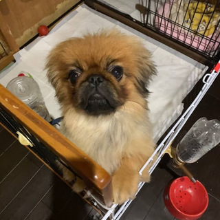 はかた）ヤンチャ盛りのペキゴン