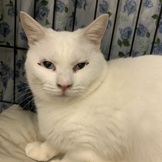 <サバイバーズ>ランちゃん