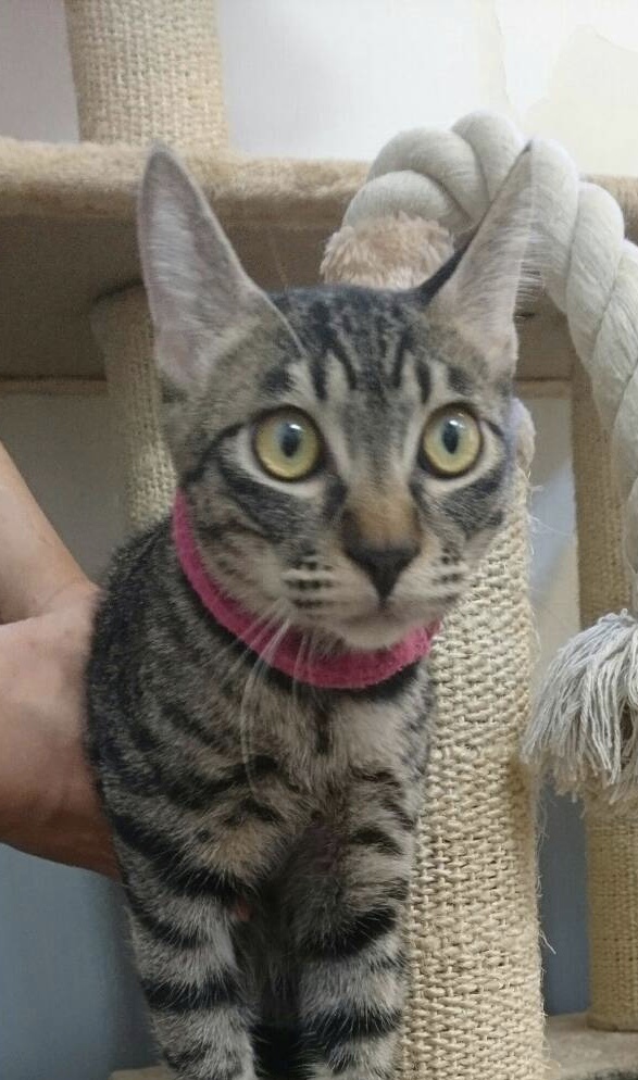 抱っこ大好き きじねこ 東京都 猫の里親募集 2852 ペットのおうち 月間利用者150万人