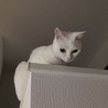 しらたま