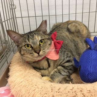 人が大好き甘えん坊！キジサビ猫ひばりちゃん♪