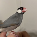 生後半年の人懐っこい桜文鳥