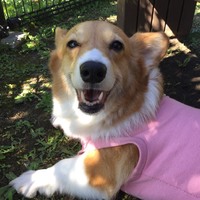 夢叶