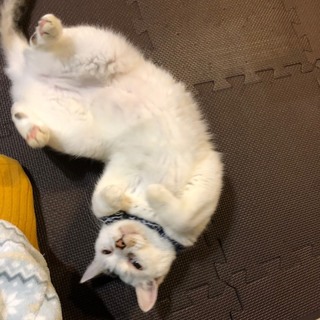 人が大好き甘えん坊なお婆ちゃん♬「玄米」ちゃん