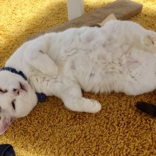 人が大好きフレンドリーなお婆ちゃん♬「白米」ちゃん