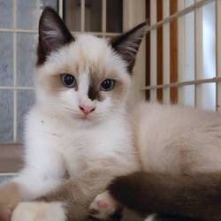 ＊子猫20匹以上〜譲渡会＊一時預かりボランティアさん募集説明会