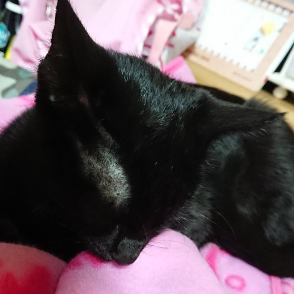 ちょこのカバー写真