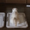 そこ…犬用ですけど…も