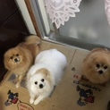 ポメラニアンの親子
