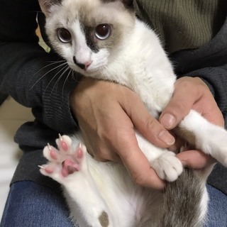 ラグドール風 　ブルーアイ