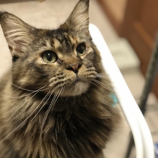 【交渉中につき募集中止譲渡会不参加】メインクーン