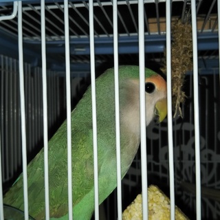 ベタなれのコザクラ　飼い主さま決まりました。