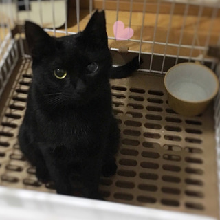 おはなし大スキ！黒猫ルルモッペちゃん