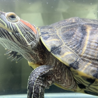 ミドリガメの里親募集中です