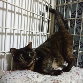 さくらこ、里親さま決定です