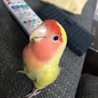コザクラインコ