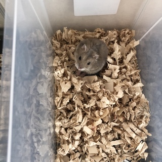 ジャンガリアン、ロボロフスキーハムスター 