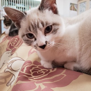 ８月生まれの子猫　北斗兄妹　シャム系 トキ♂