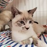 ８月生まれの子猫　北斗兄妹　シャム系 トキ♂ サムネイル3