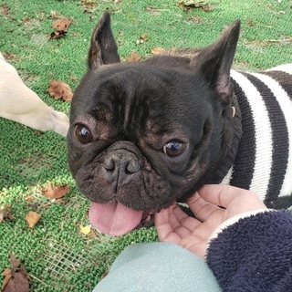 ブリンドル 男の子