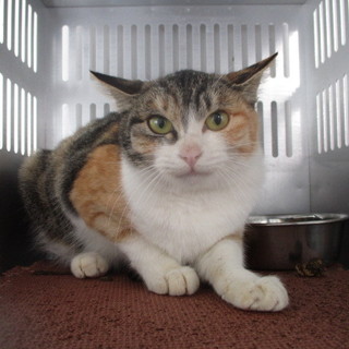 譲渡されました。