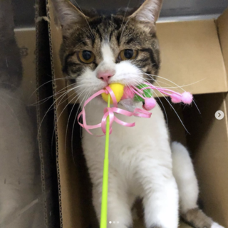 あづ君のお家決まりました、ありがとうございました