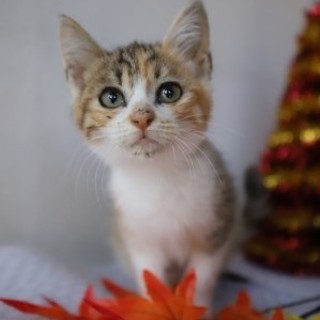 こうめ♡しあわせにゃんこになりました