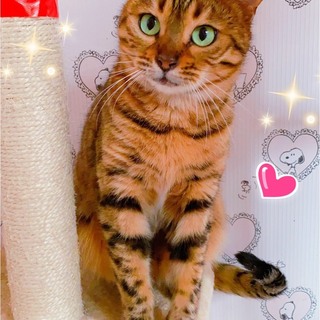 ベンガルの親子