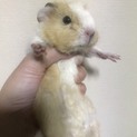ケガしたテディモルモットベビー