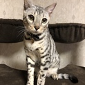 決定！シルバーベンガルのワイルドな男の子