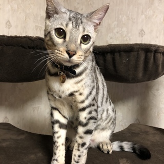 決定！シルバーベンガルのワイルドな男の子